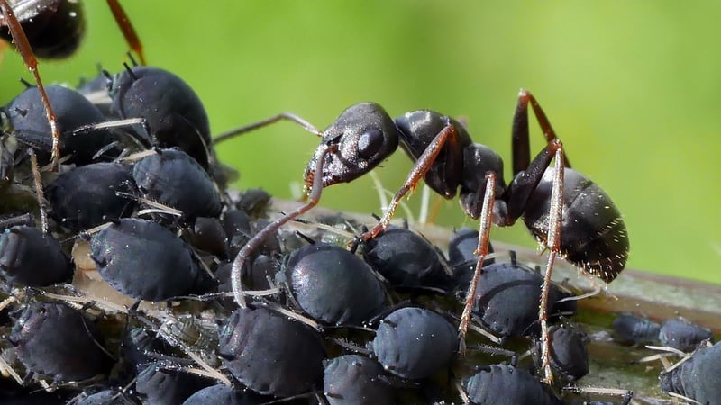 Aphids on a leaf