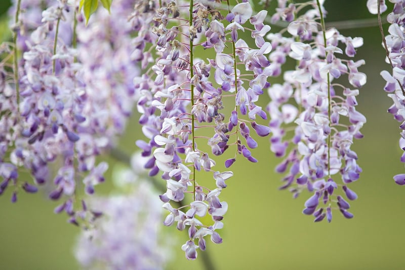 Vertical Garden