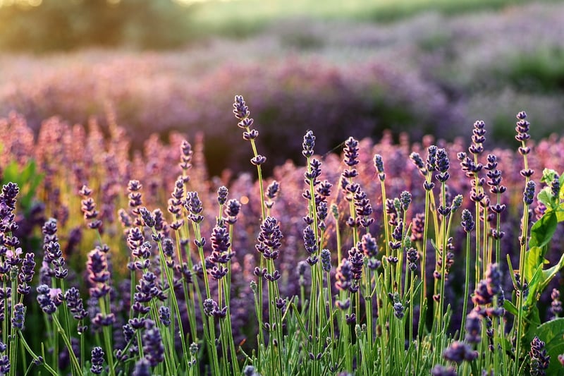 Lavender plant