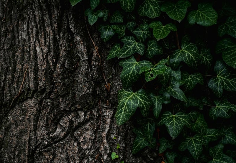 Neem Oil