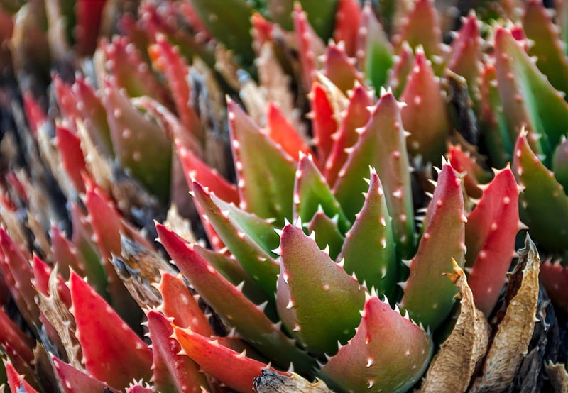 Public Park with Succulents