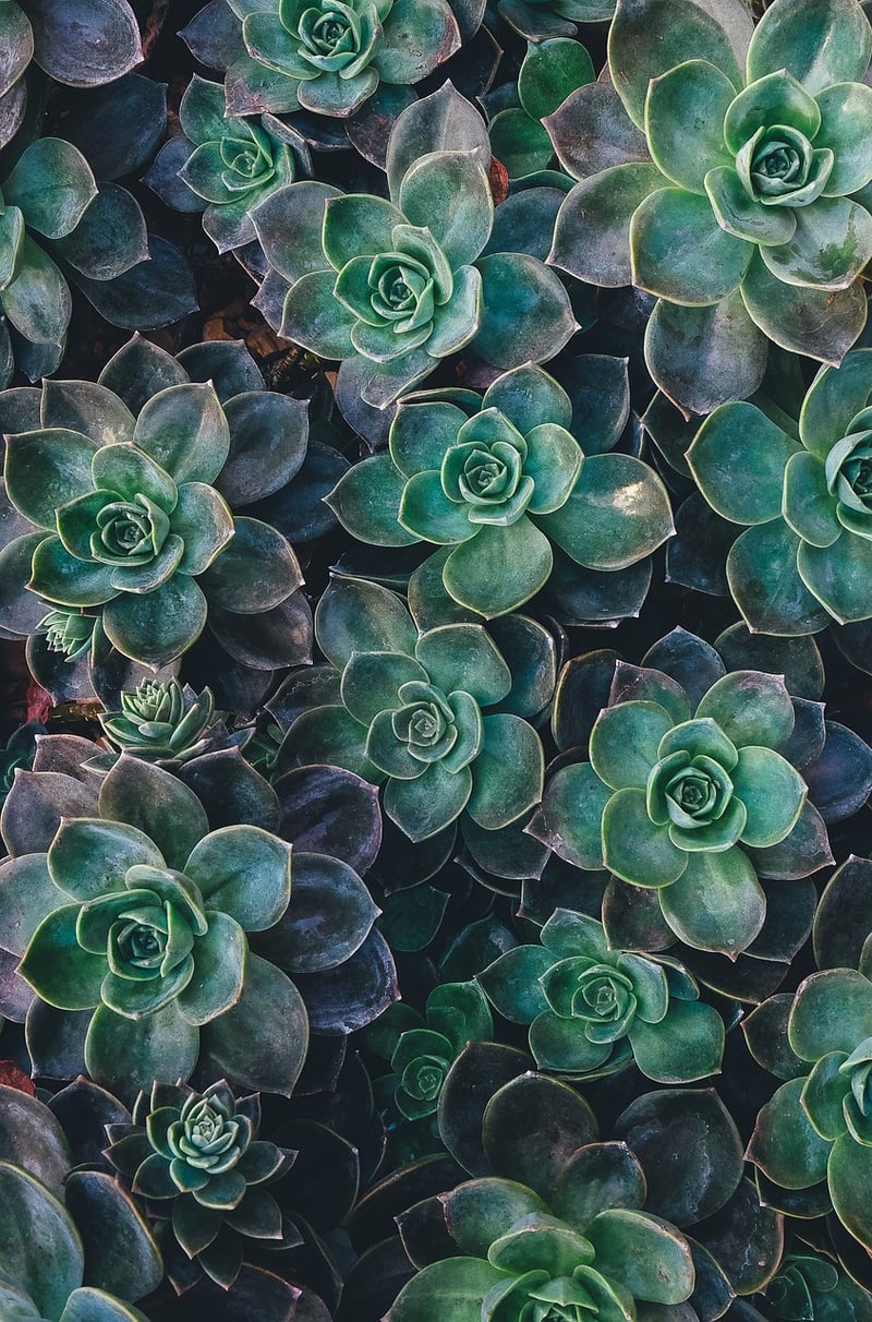 Vertical Garden with Succulents